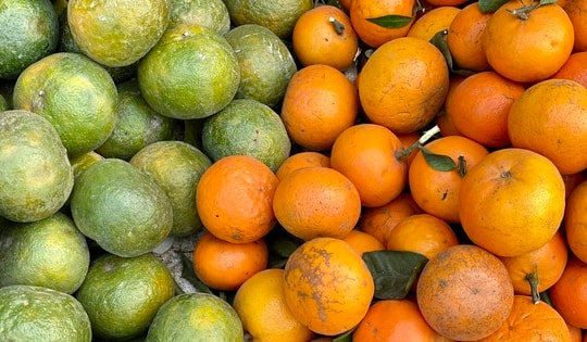 Loại cam Việt rẻ hơn quýt sim bán đầy thị trường giá chưa đến chục nghìn đồng/kg