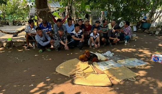 Bắt quả tang 15 đối tượng đang đá gà ăn tiền