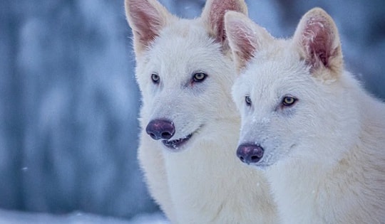 Loài sói thời tiền sử 'sống lại' nhờ công nghệ hiện đại