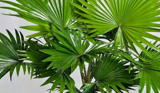 Cách trồng cây cọ cảnh giúp thanh lọc và điều hòa không khí, giảm căng thẳng đầu óc