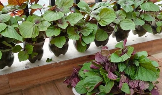 Trồng cây tía tô trong nhà không cần chăm cũng lớn, còn dùng chống rụng tóc và giúp tóc mọc nhanh
