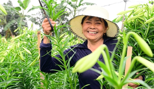 Người dân Tây Tựu phấn khởi thu hoạch hoa loa kèn đầu vụ