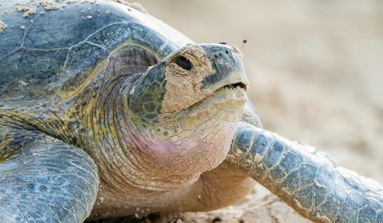 Cơ hội xem rùa đẻ trứng, sống cùng hệ sinh thái rừng và biển Côn Đảo