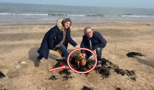 Người Anh xôn xao trước cảnh tượng lạ trên bãi biển: Sinh vật kỳ dị không giống người, chẳng phải cá