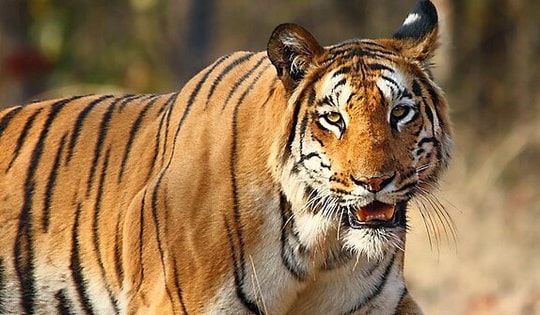 Bị hổ cắn vào mặt, ông nông dân thoát nạn bằng cách khó tin