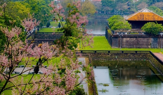 Ngỡ ngàng 'vương giả chi hoa' khoe sắc giữa chốn Hoàng cung Huế