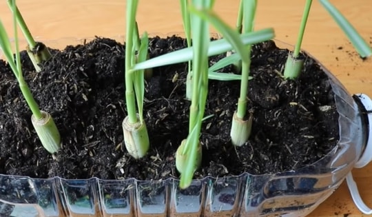 Trong nhà chỉ trồng loại cây gia vị này giúp đuổi muỗi, khử tà, chống rụng tóc, kích thích mọc tóc nhanh