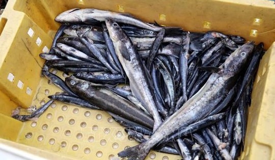 Cá nuôi biển ở Vũng Chùa Đảo Yến chết bất thường chưa rõ nguyên nhân