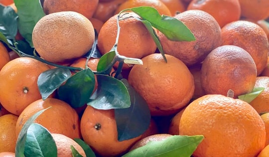 Quýt sim hút hàng, tiểu thương nhập hàng liên tục nhưng không đủ bán