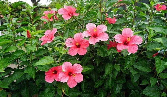 Cây cảnh trồng hàng rào đẹp, phong thủy tốt lành lại chống rụng tóc, kích thích tóc mọc nhanh