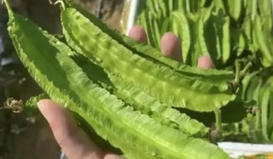 Thức ăn cho lợn bỗng hóa “vàng xanh”, giá gần 1 triệu/kg vẫn bán “cháy hàng”