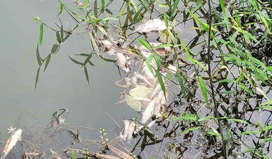 Cá chết hàng loạt tại khe suối, người dân lo lắng