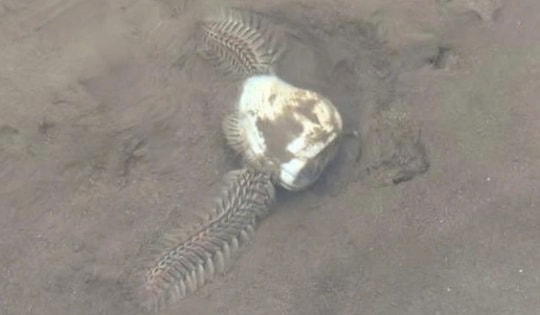 Cảnh báo sâu biển phá hoại vùng nuôi nhuyễn thể