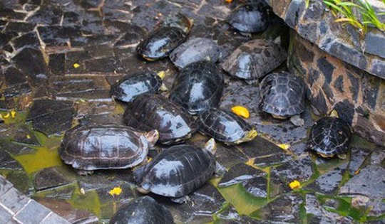 Có thể bị phạt tù khi mua bán rùa để phóng sinh