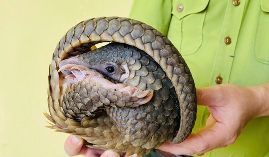 Giải cứu động vật quý hiếm biệt danh 'đào xuyên núi', bàn giao cho cơ quan chức năng