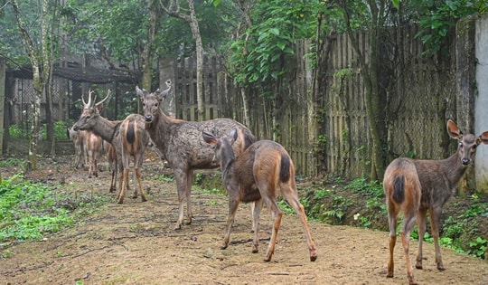 Thả 18 cá thể động vật hoang dã quý hiếm về rừng