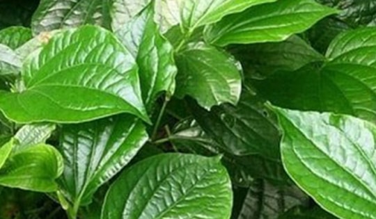 Bài thuốc trị bệnh từ lá lốt