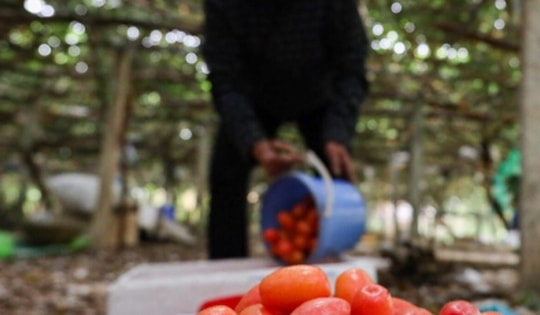 Nhót chín cây mua tại vườn rẻ bèo, xuống phố tiểu thương bán đắt gấp 5