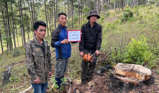 Vào rừng phòng hộ cưa trộm 31 gốc thông ba lá