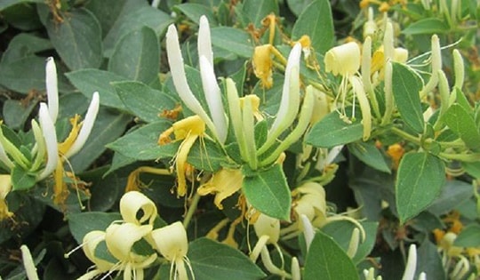 Cây kim ngân ra hoa là điềm gì?