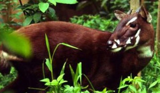 Loài vật quý hiếm bậc nhất, tuyệt tích hàng trăm năm bất ngờ trở lại: Có loài ‘hồi sinh’ kỳ diệu ở Việt Nam, chấn động cả thế giới