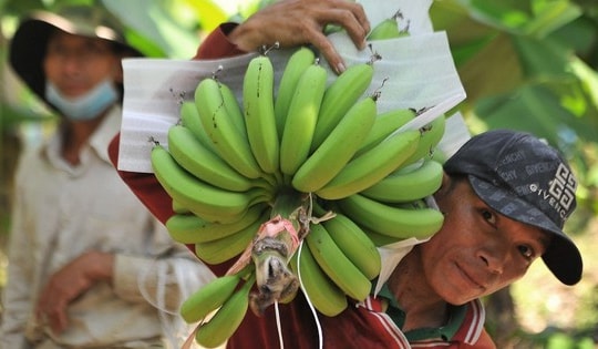 Bất ngờ vượt sầu riêng, ‘siêu thực phẩm’ chiếm giữ top 2 ở ngành hàng 7 tỷ USD