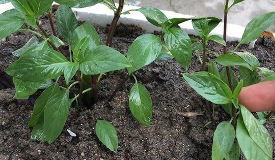 Bất ngờ với loại rau gia vị thơm ngon trồng ở ban công giúp chống rụng tóc, sạch gàu, kích thích mọc tóc con