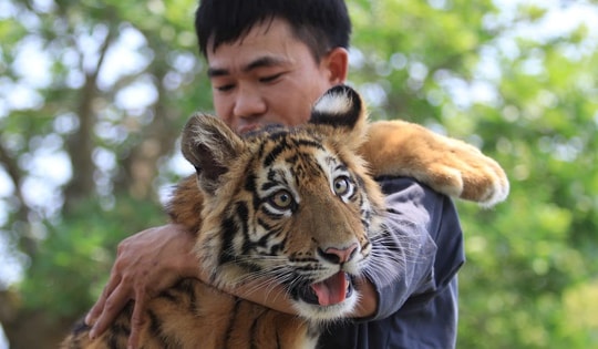 'Tuýt còi’ khu du lịch để du khách ôm, vuốt ve hổ