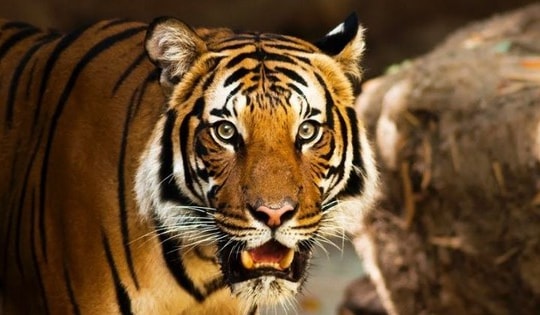 Các con giáp này cần cẩn trọng trong công việc để tránh ‘gặp họa’, mất mát tiền của trong tuần mới