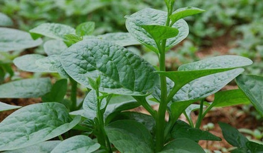 Bất ngờ những loại rau bán đầy chợ Việt, giá rẻ giúp loại bỏ độc tố trong gan