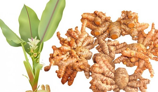 Trồng cây kho cá không thể thiếu này tại nhà, đợi cây nở hoa là tài lộc, may mắn ùn ùn kéo tới