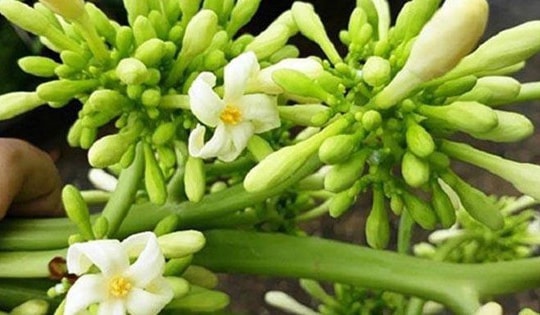 Cách tăng tác dụng của hoa đu đủ đực trị bệnh