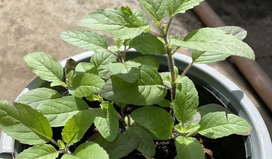 Tận dụng thùng xốp trồng loại cây này ở ban công giúp làm sạch gàu, tăng tuần hoàn máu, ngừa rụng tóc, giúp tóc chắc khỏe