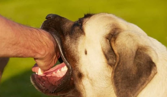 Người đàn ông tử vong sau 2 tháng bị chó nhà hàng xóm cắn