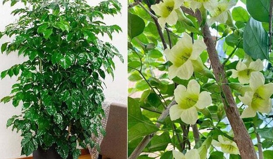 Loài cây cảnh mang tên Hạnh phúc, khi cây ra hoa thì cuộc đời bạn cũng nở hoa