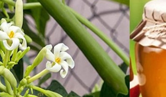 Cách làm hoa đu đủ đực ngâm mật ong