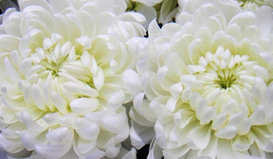 Trồng cây hoa này trong nhà có thể giúp lọc sạch các chất độc hại gây ô nhiễm không khí