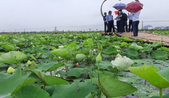 Hạt sen sau khi 'du hành' vũ trụ sẽ được trồng đối chứng để nghiên cứu