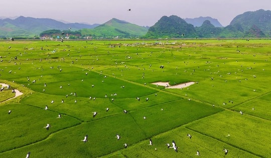 Đàn cò quý hiếm trong Sách Đỏ xuất hiện tại vùng đệm Vườn Quốc gia Phong Nha – Kẻ Bàng