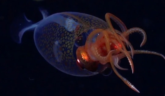 Lần đầu tiên ghi hình được mực khổng lồ còn sống trong tự nhiên