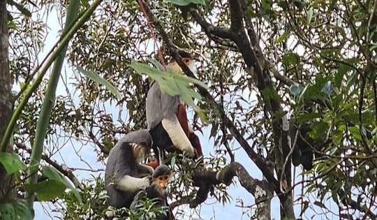 Vườn quốc gia Bạch Mã sẽ cho thuê hơn 2.500 hecta rừng để kinh doanh du lịch