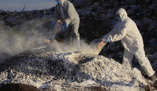 Cúm gia cầm H7N3 bùng phát trở lại tại Mexico sau 13 năm