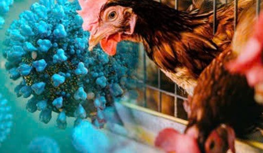 Tiếp xúc với gà chết, bé gái 8 tuổi nhiễm cúm gia cầm H5N1