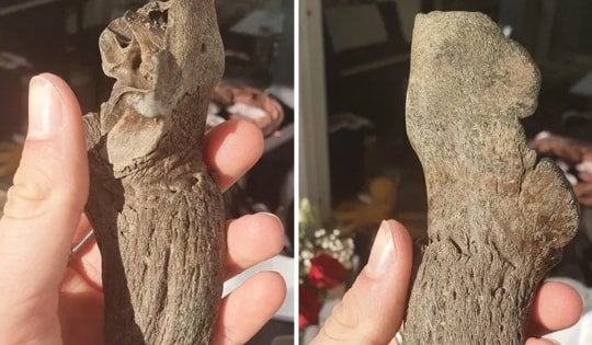 Chú chó tha về 'kho báu' khi đi dạo biển cùng chủ nhân