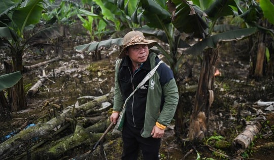 Nông dân bán chuối lãi 300 triệu đồng/năm, chuyện khó tin ở Nậm Chảy