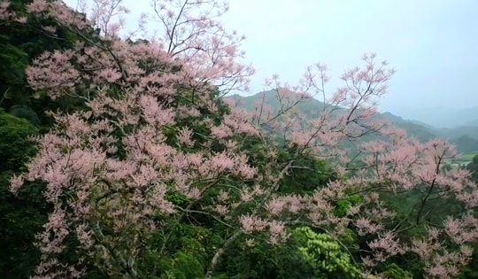 Hoa ngô đồng bung nở trên núi đá vôi giữa đại ngàn Tà Long