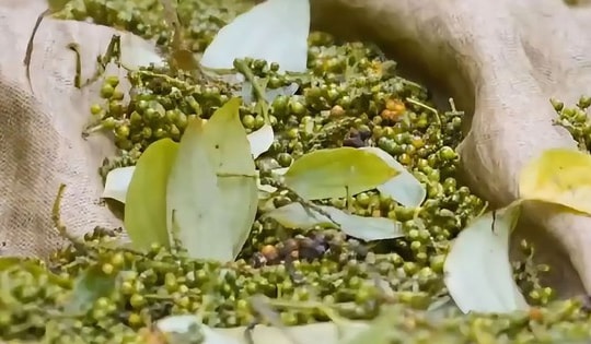 Kim ngạch Hồ tiêu quý I/2025 tăng mạnh, giá xuất khẩu đạt kỷ lục