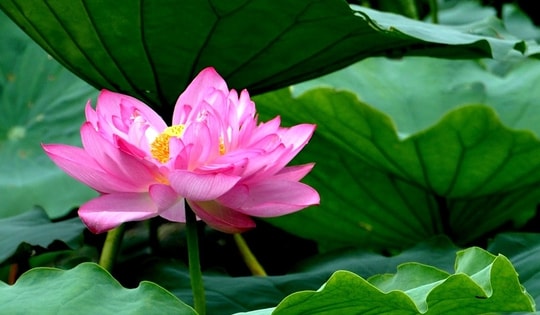 Hạt sen nảy mầm sau hàng nghìn năm, có thể canh tác trên hành tinh khác