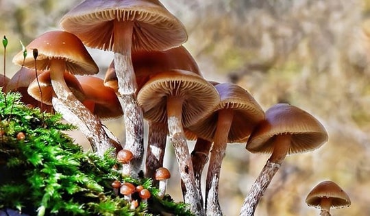 3 người nhập viện do ăn gà nấu cùng nấm hái ở nương, 1 trường hợp đã tử vong