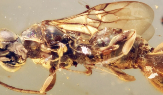 Sinh vật kỳ bí tồn tại trong hổ phách đến 99 triệu năm